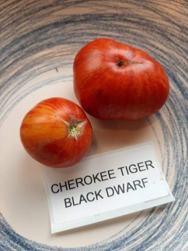 Cherokee Tiger Black Dwarf paradicsom - Paradicsom különlegességek az Egzotikus Növények Stúdiója kínálatából